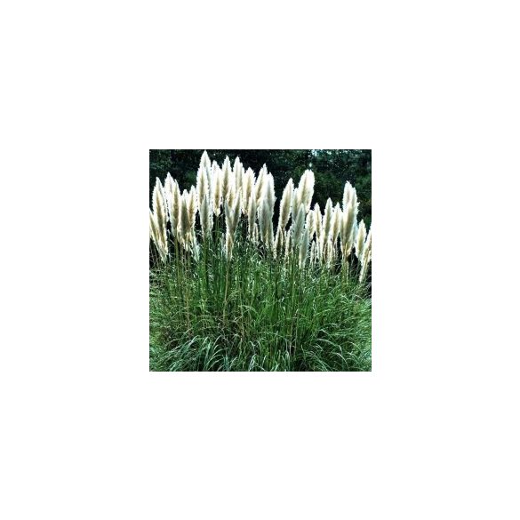 Pampafű - Cortaderia selloana fehér (cserép k 03, 60-80 cm)