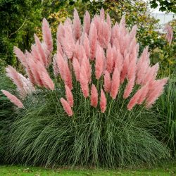   Pampafű - Cortaderia selloana "Pink Feather" (cserép k 05)