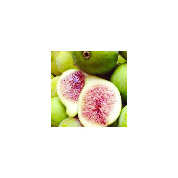Füge - Ficus carica (cserép k 03, 40-60 cm)