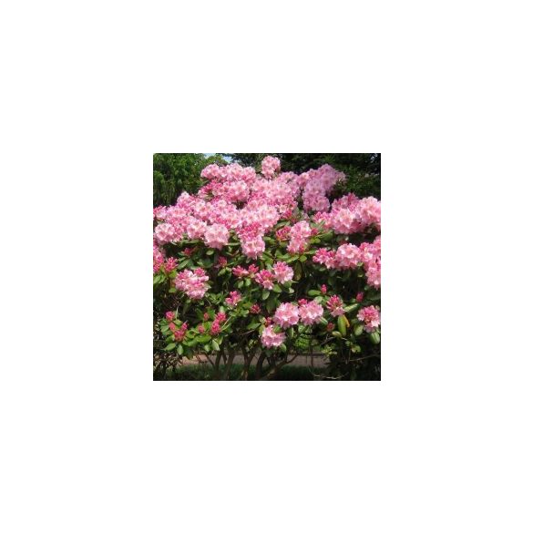 Rhododendron  Havas szépe - Rhododendron hybrid  (cserép k 03, 25-30 cm)