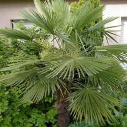   Kínai kenderpálma - Chamaerops excelsa "Trachycarpus fortunei" (cserép k 5)
