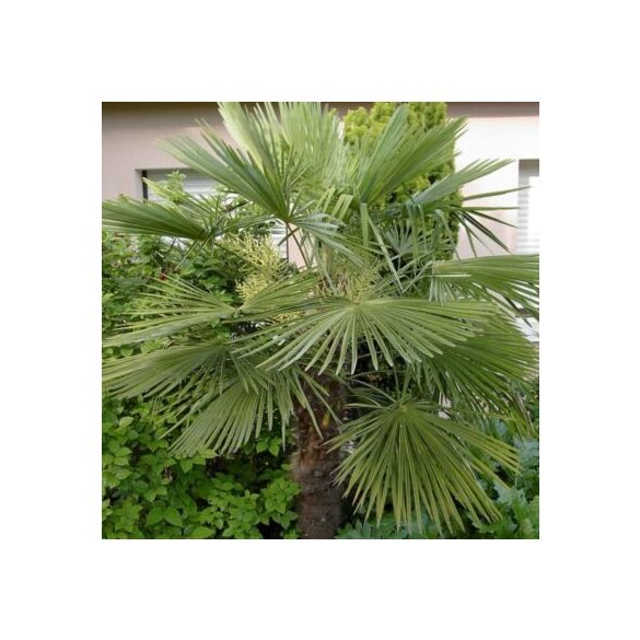 Kínai kenderpálma - Chamaerops excelsa "Trachycarpus fortunei" (cserép k 5)