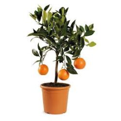 Narancsfa - Sinensis arancio (cserép k 5)