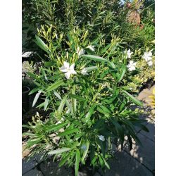 Leander - Nerium oleander fehér színű (cserép k 3)