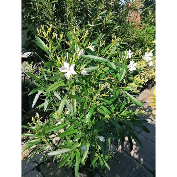 Leander - Nerium oleander fehér színű (cserép k 3)
