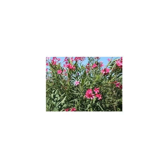 Leander - Nerium oleander rózsaszín(cserép k 3)