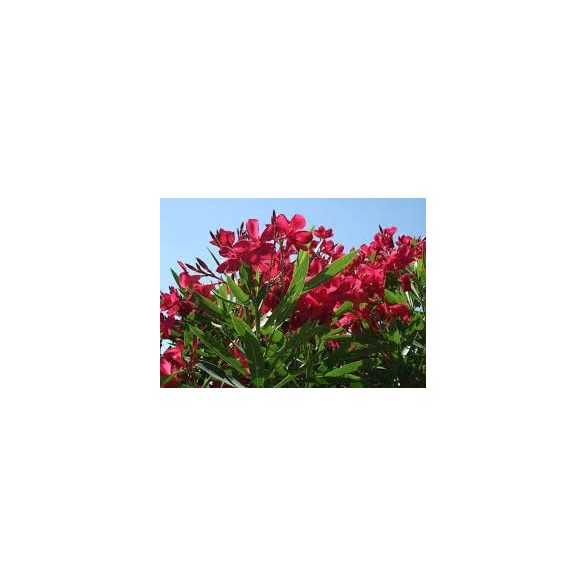 Leander - Nerium oleander piros (cserép k 3)