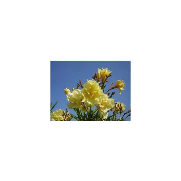 Leander - Nerium oleander sárga (cserép k 3)