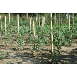 Akác paradicsom karó - 150cm