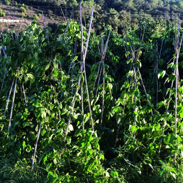 Bamboo - természetes bambusz karó - átm: 8-10 mm x 0,9 m, 4db/cs - növénytámasz