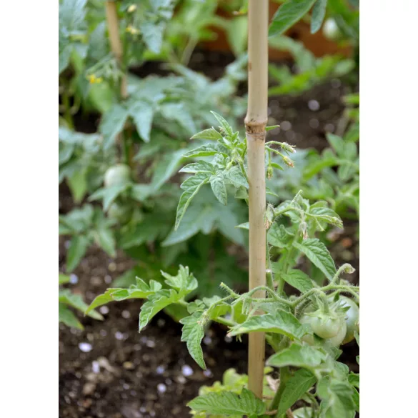 Bamboo - természetes bambusz karó - átm: 8-10 mm x 0,9 m, 4db/cs - növénytámasz