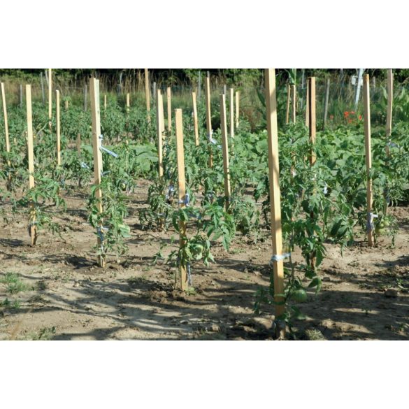 Akác paradicsom karó - 170cm