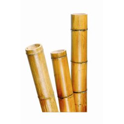 Bambusz növénytámasz vastag 300cm,100/120mm