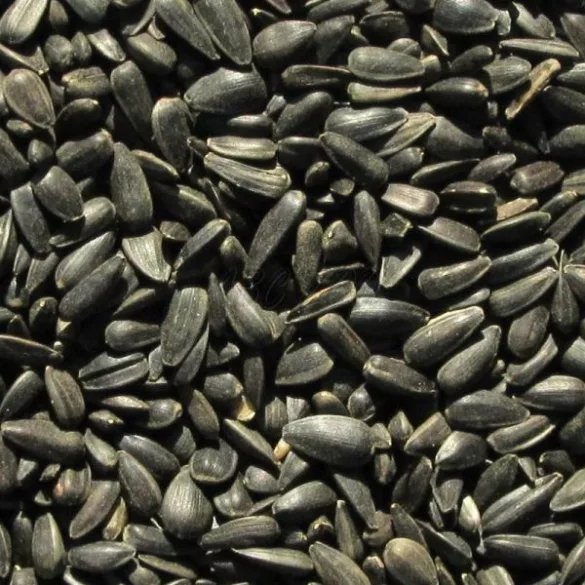 Napraforgó / fekete cc 1kg