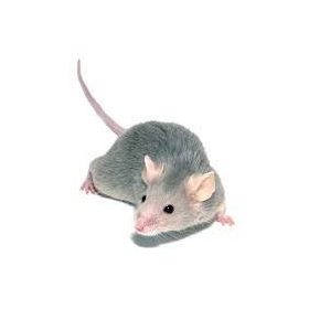 Védelem rágcsálók ellen