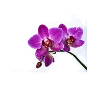 Orchidea tápok